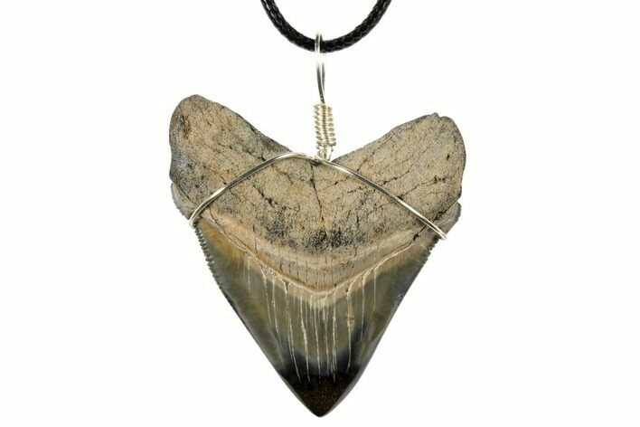 Fossil Chubutensis Tooth Necklace - Megalodon Ancestor #130954